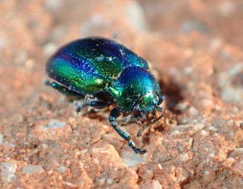 Chrysolina fastuosa